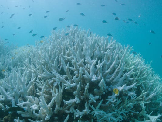 Coral bleaching hits the Great Barrier Reef for the second year in a row