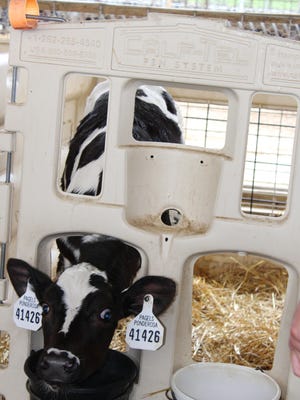 Transition milk, present the first few milkings after colostrum, contains higher levels of nutrients, as well as bioactive components, such as insulin-like growth factor-1, growth hormone, and insulin, not found in milk replacer.