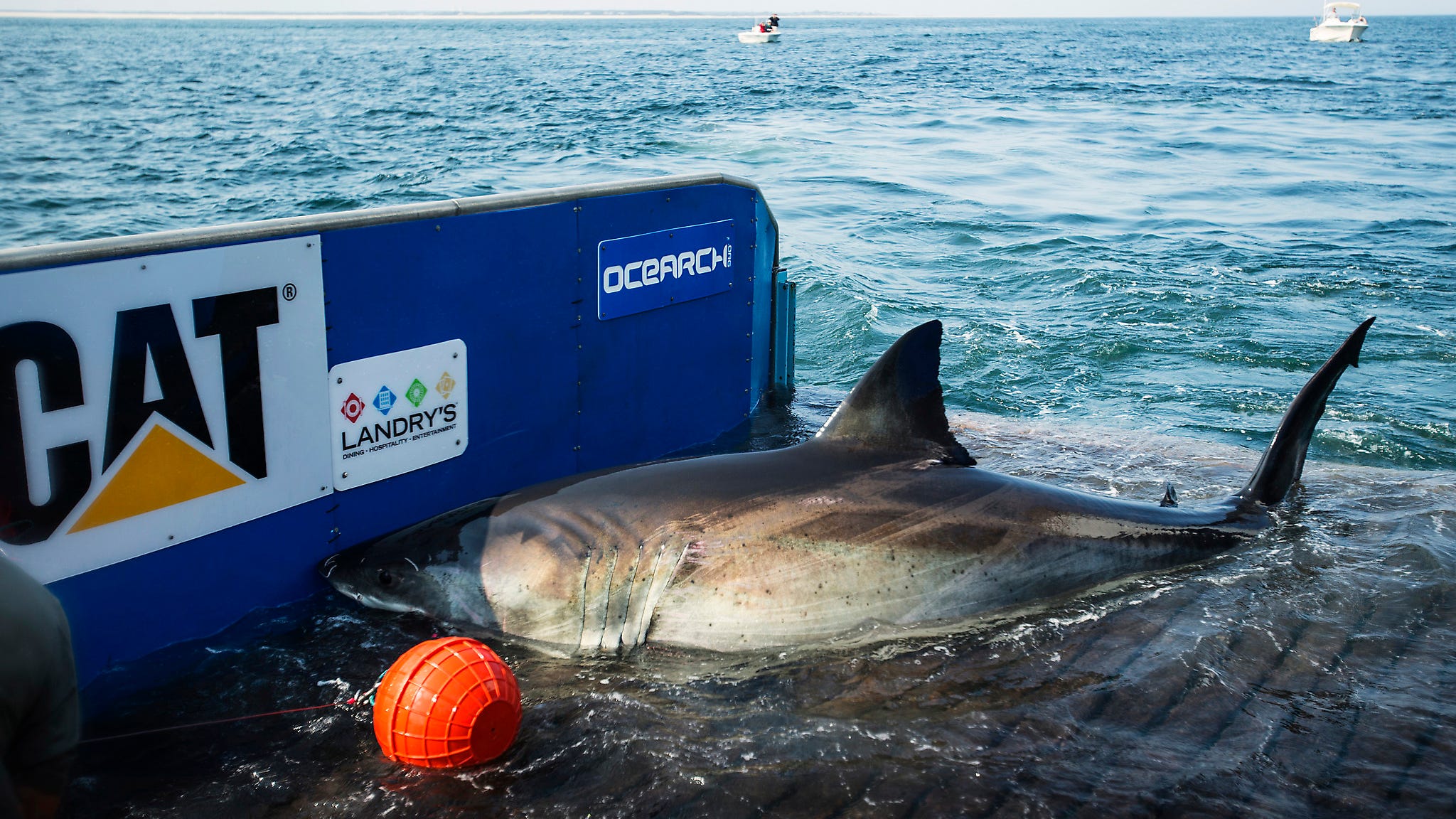Будет ли акула 2. Акула на поверхности. Будет ли акула 2. National geographic акула-призрак. Будет ли акула 2.