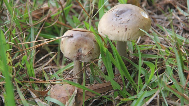 You might see mushrooms popping up in your yard, but don't eat them. Mushrooms can be very poisonous and can kill you.