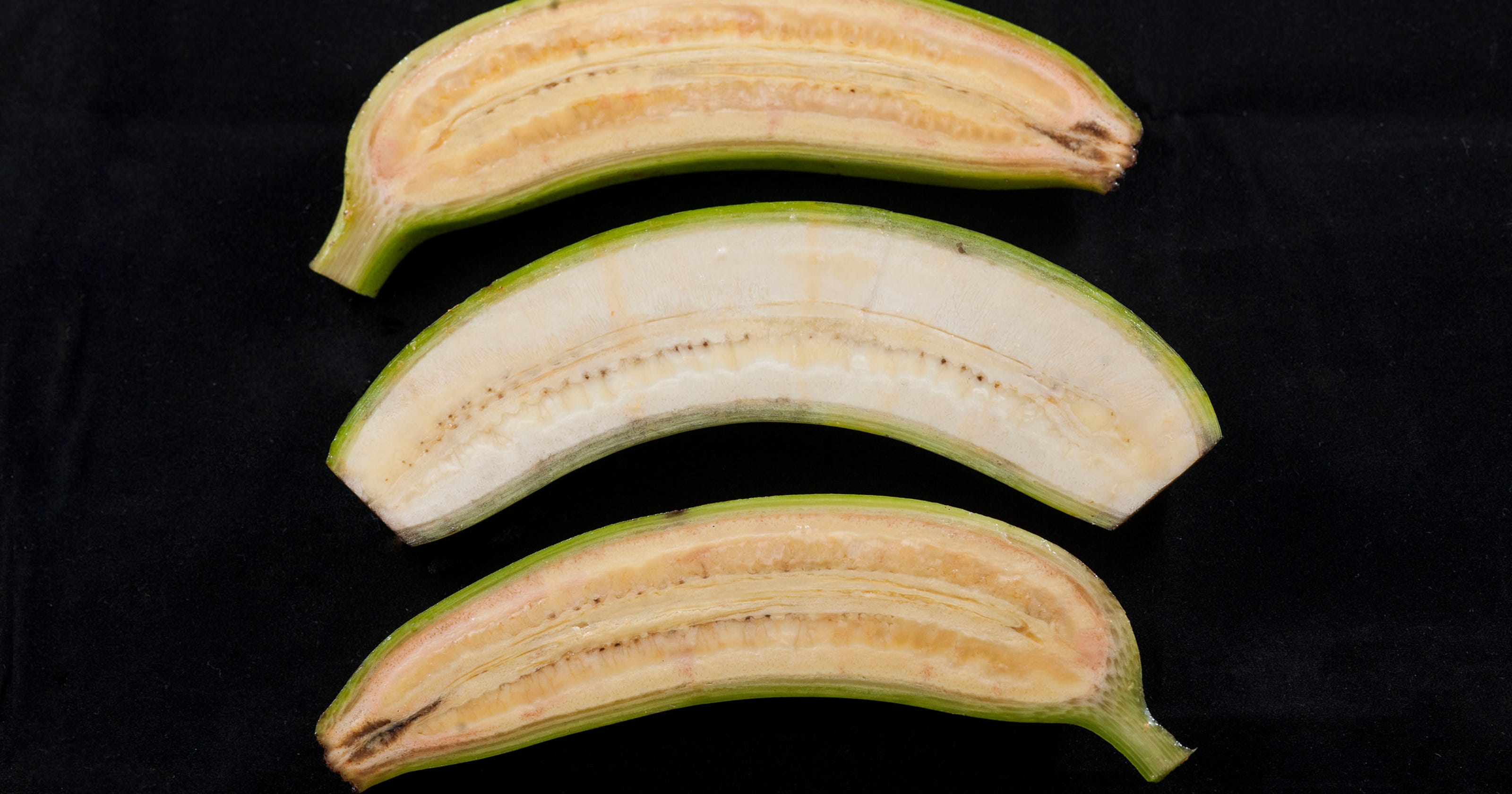 Iowa trial of GMO bananas is delayed