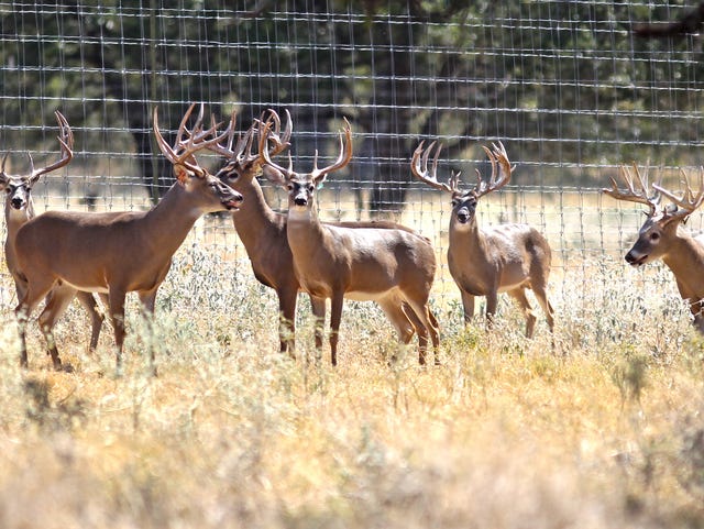 State Finds 49 Animals With Cwd Out Of Nearly 10 000 Tested