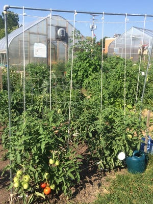 Training tomatoes in trellis, cages or stakes helps in reducing leaf wetness and prevents foliar disease infection.