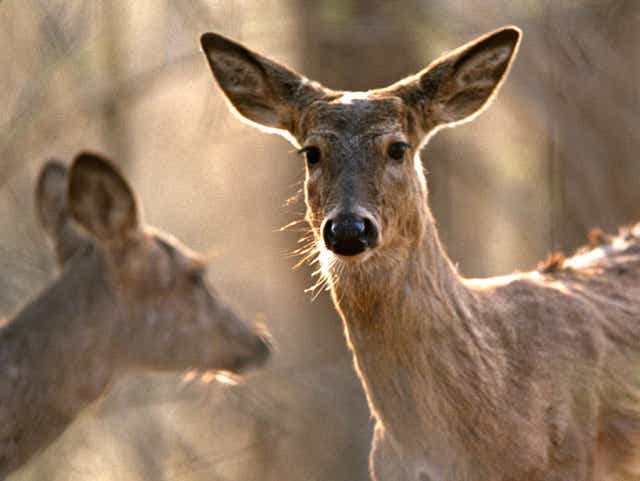 Michigan Hunters Could Get Tuberculosis From Deer While Field Dressing
