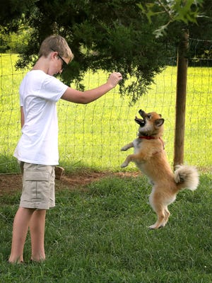 Grant Meador gets his dog Tyson, a Pomeranian, to jump for a tennis ball at the Bark Park in Murfreesboro. Smyrna will soon get a similar facility called Bark Springs at Sharp Springs Natural Area.