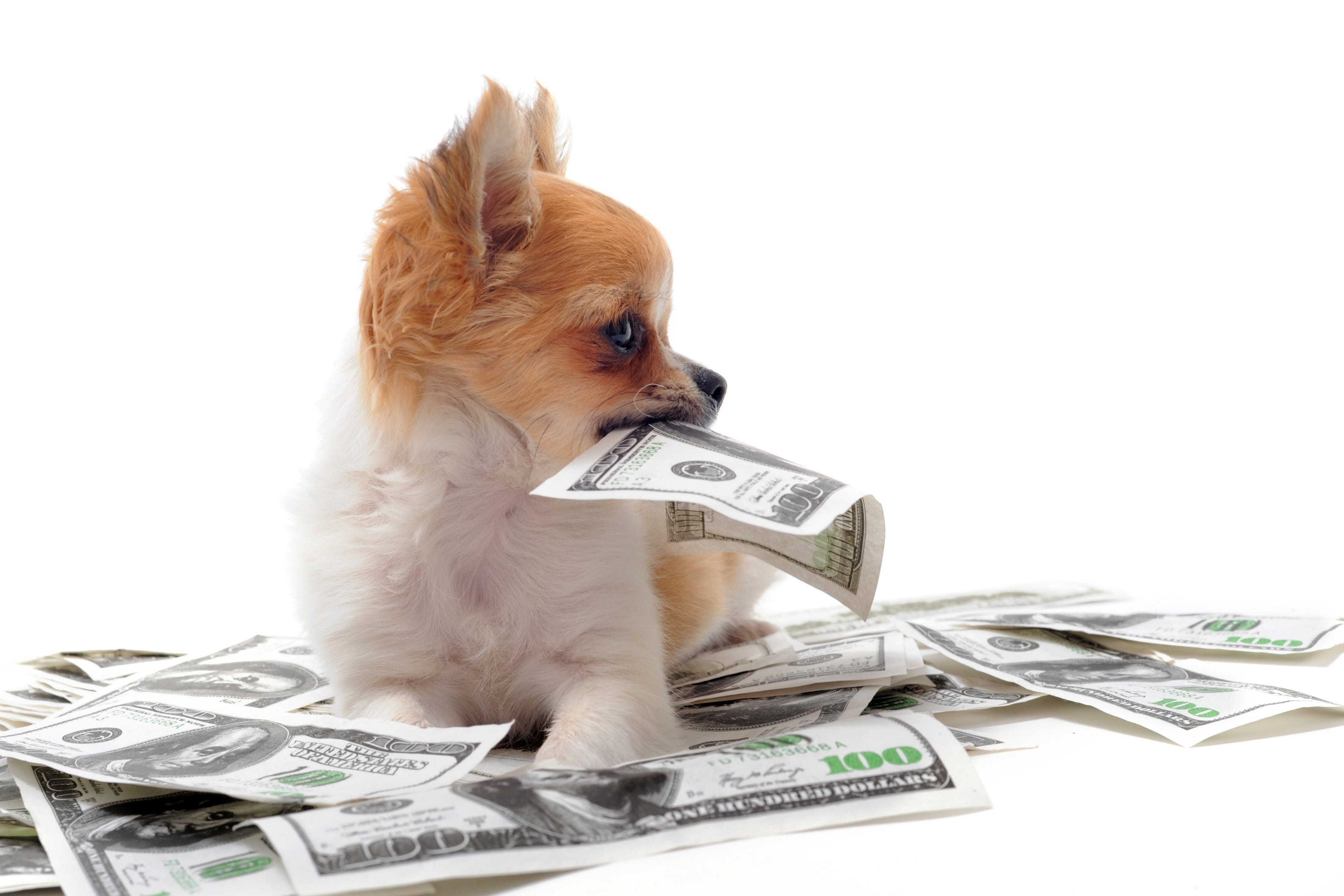 Tompor Dog chewed up your cash? What to do pic