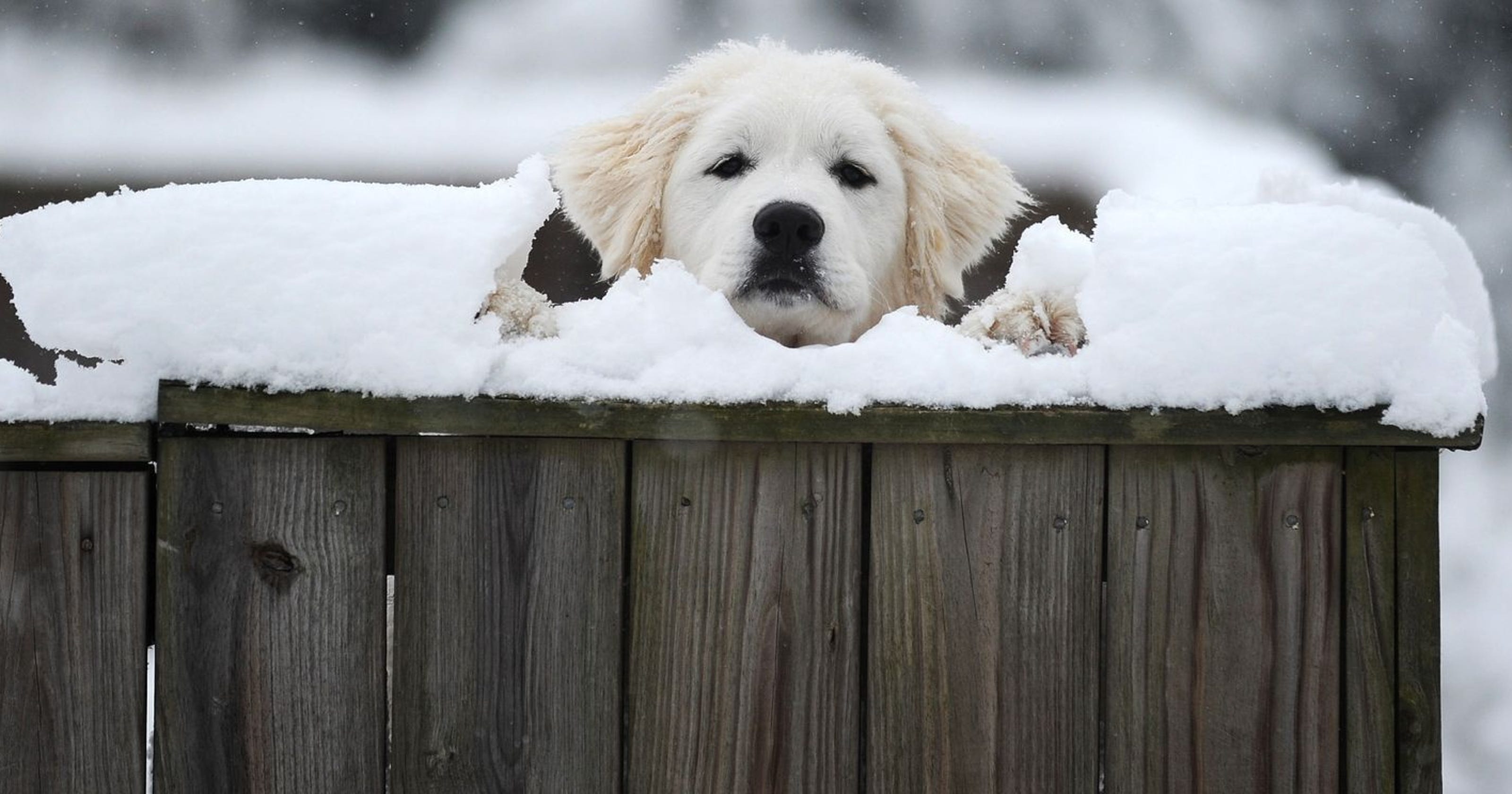 Don't fluffy! How cold is too cold for pets?