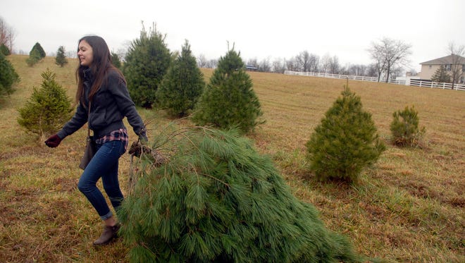 Try these 4 tips to keep your Christmas tree fresh and alive longer