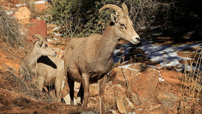 Bighorn sheep along state Route 9 on the east side of Zion National Park.
