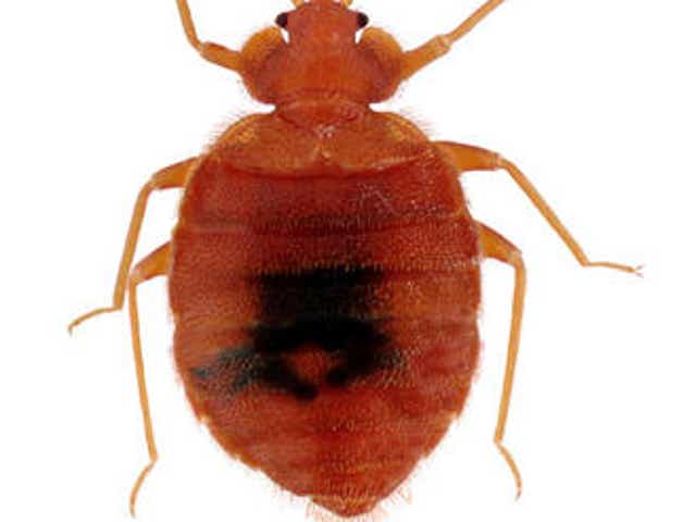 Arizona Law Outlines Bed Bug Protocol