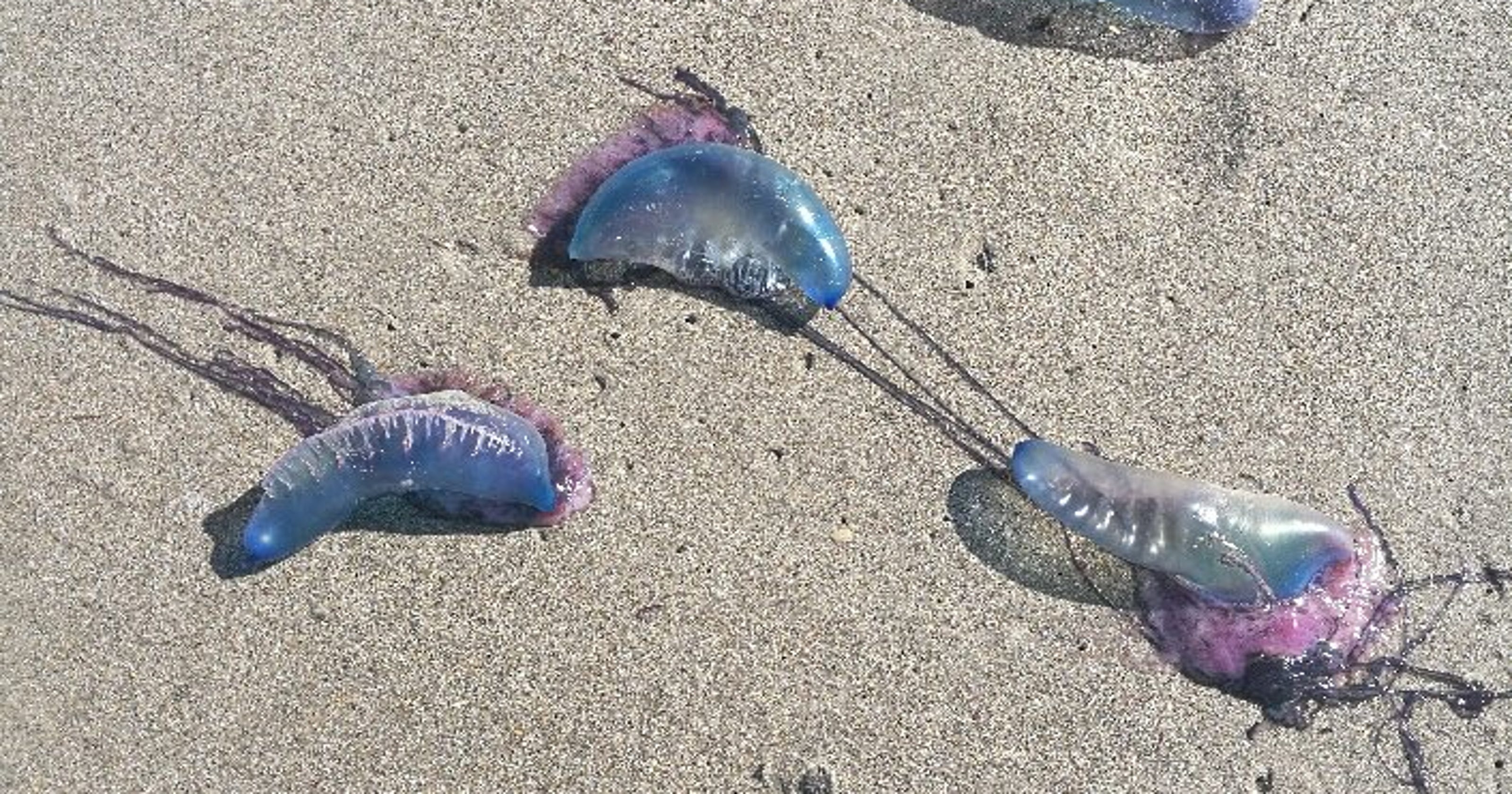 Purple flags warn of Portuguese manofwar risk on Brevard beaches