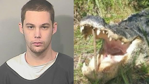 Alligator kills burglary suspect hiding from cops