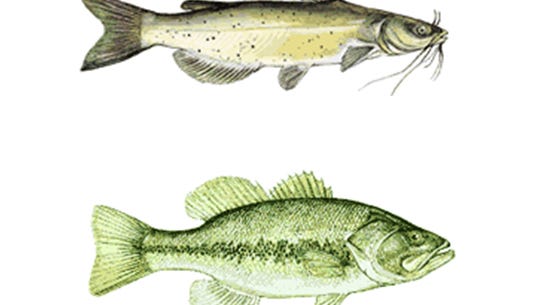 Mercury Warning Issued For Bartlett Lake Fish