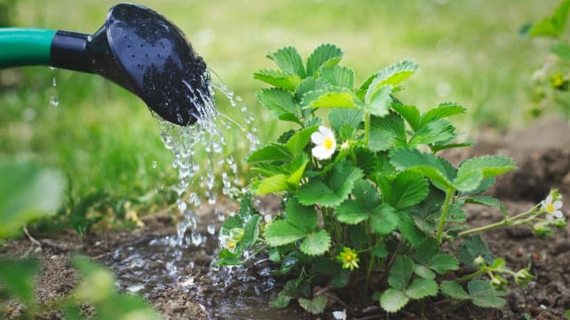 Water the soil before and after you have added fertilizer around your plants.