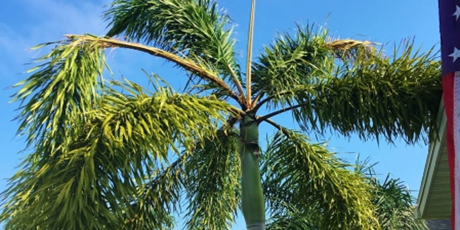 Care and transplanting of foxtail palms