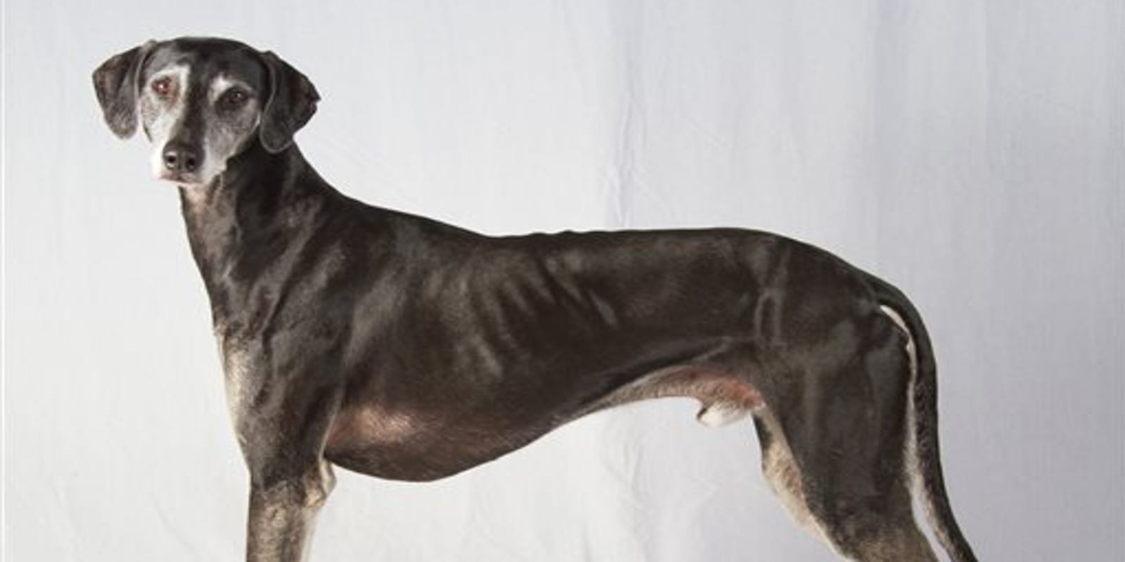 2 New Dog Breeds Recognized By American Kennel Club