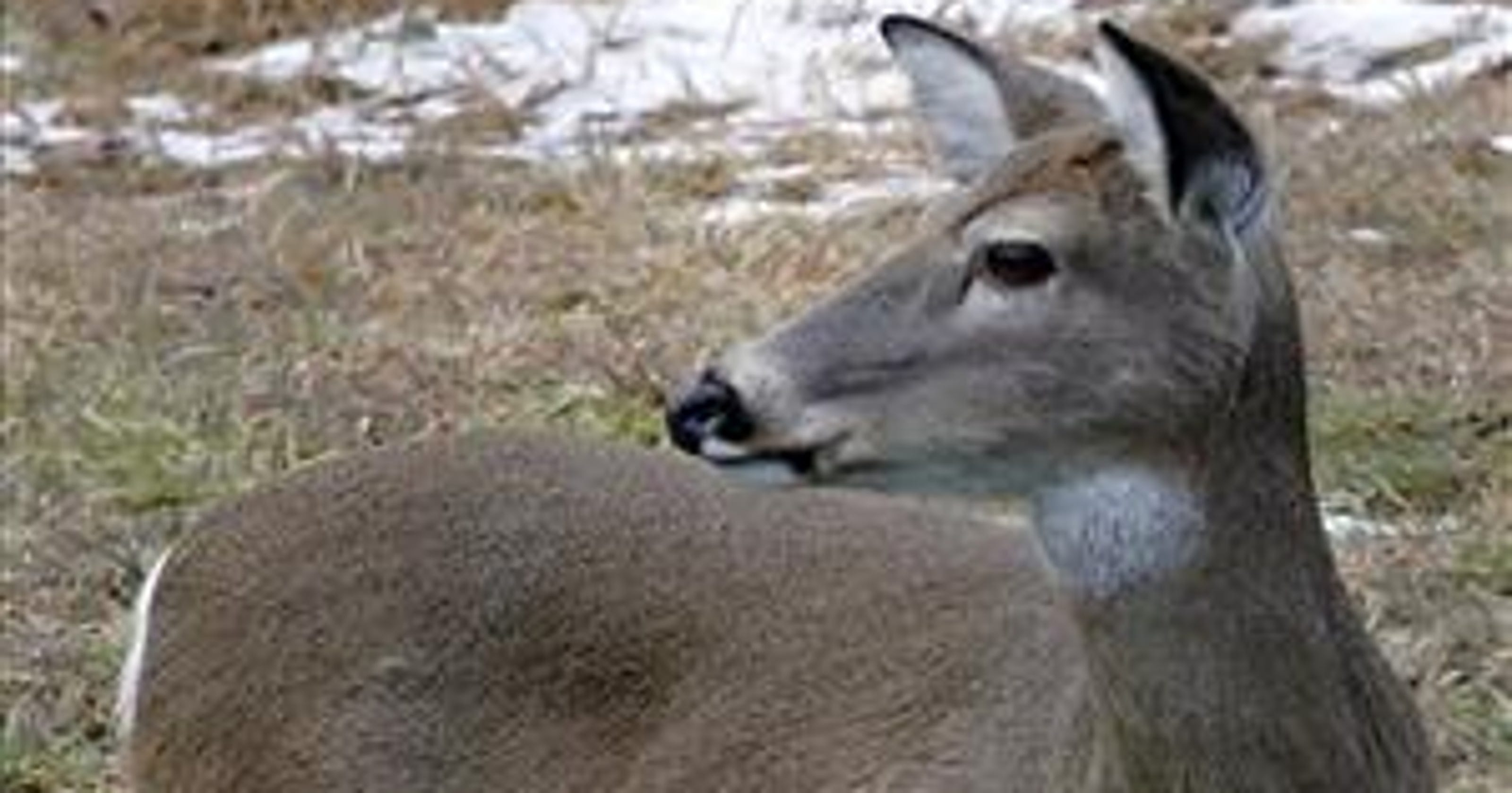 Flying deer hits Virginia jogger