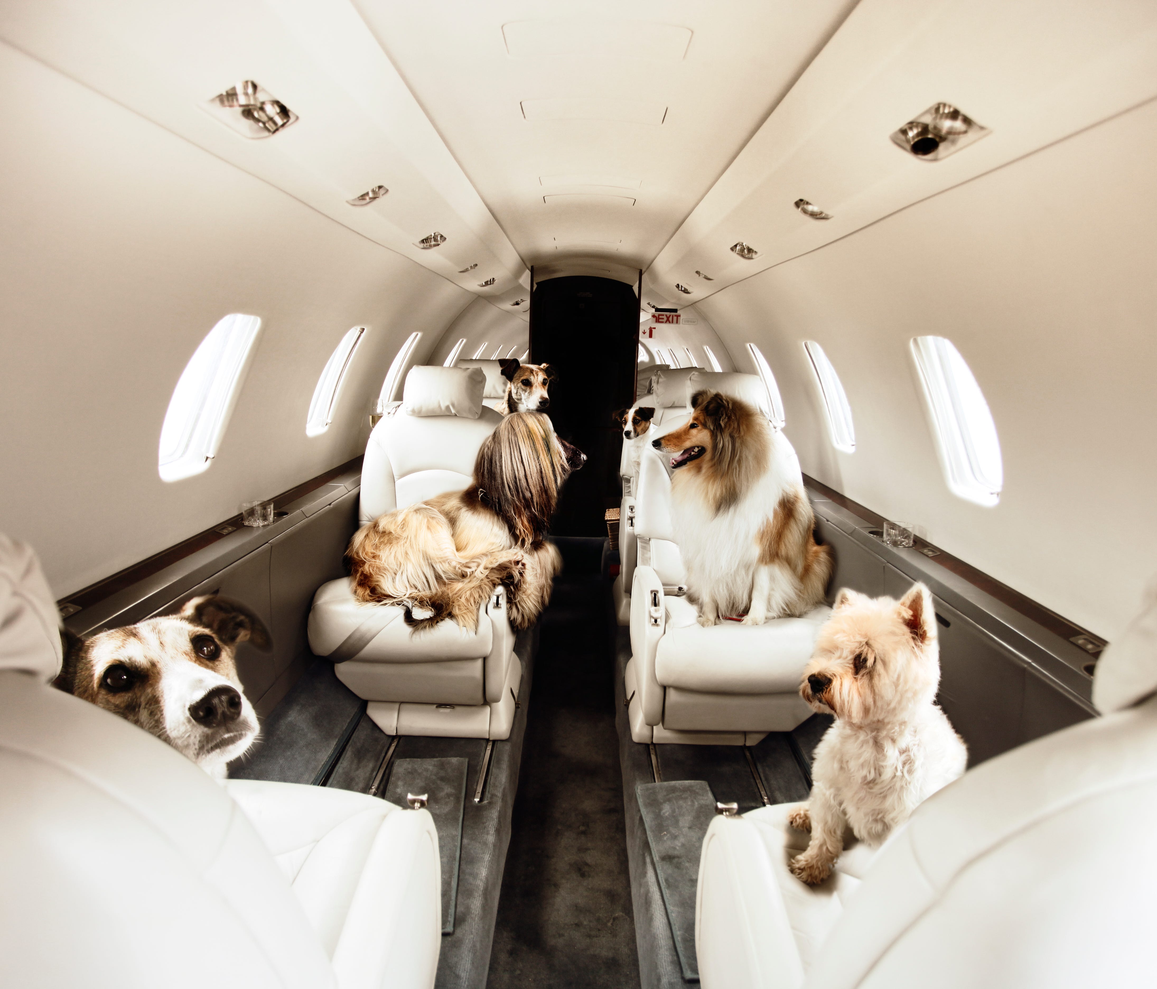 Victor, a private jet charter service, is now offering a 