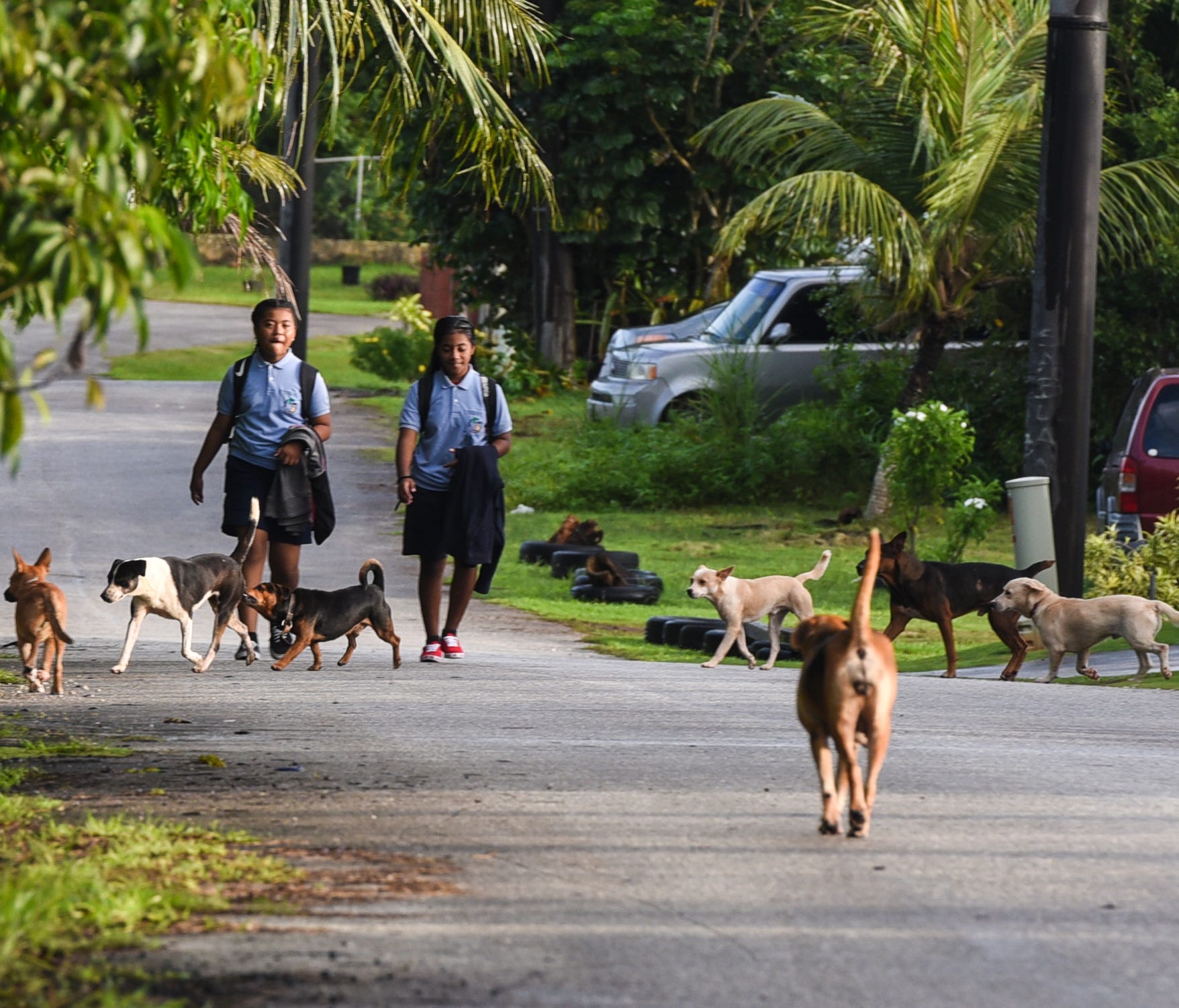 Benavente Middle School students Maemae Songeni, left, and Diara Eseuk, are approached by unleashed dogs as they walk down Chalan Bumuchacha in Dededo on Wednesday, Oct. 11, 2017. The girls did say that there are times that they are harrassed by the 