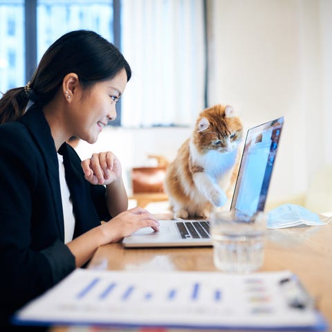 Woman working from home on laptop while her cat si