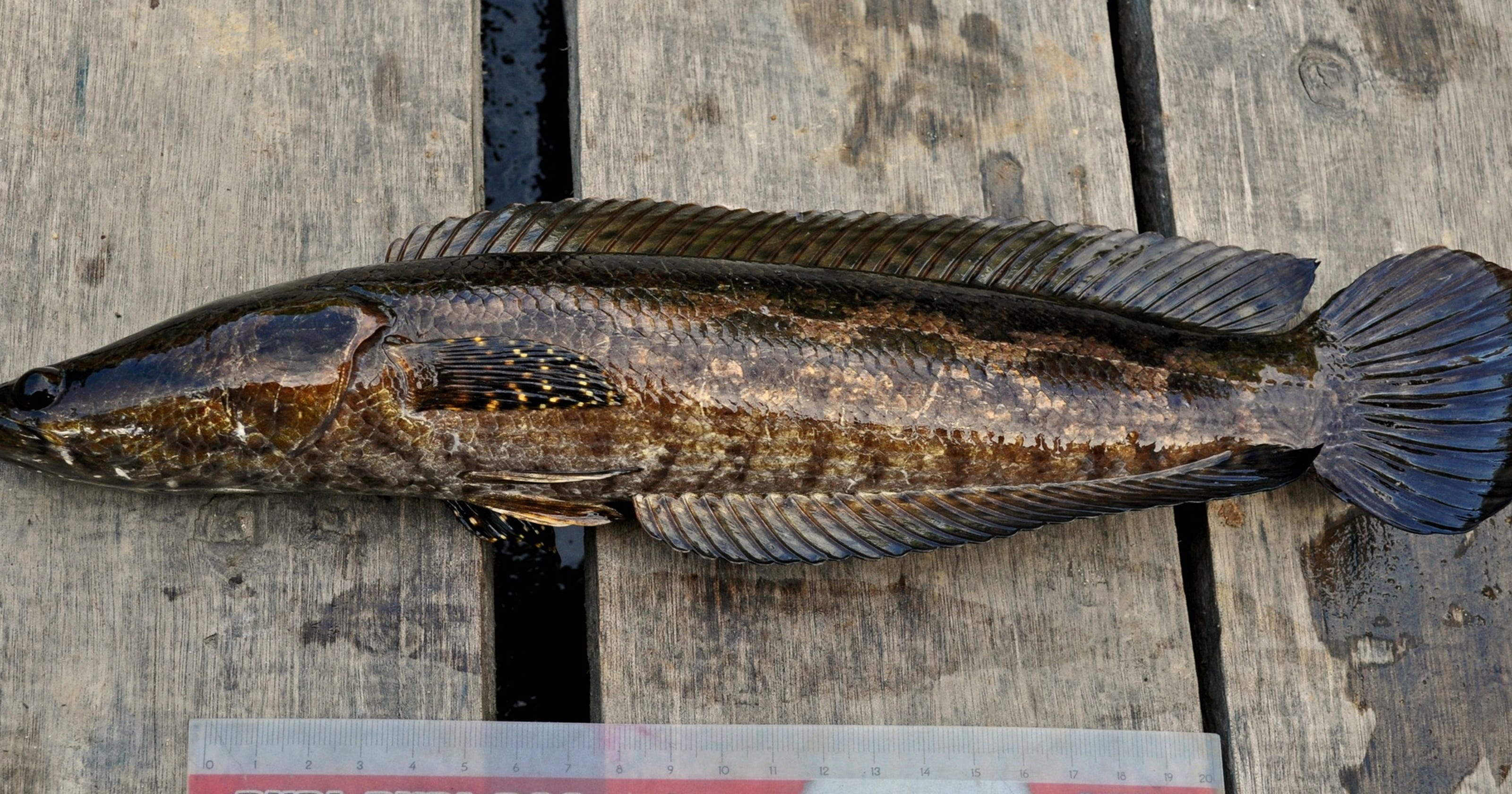 Opinion Invasive northern snakeheads are menace to Maryland ecosystem