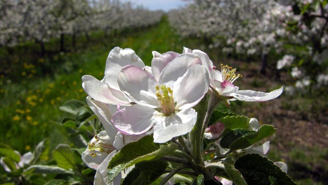 Door County S Cherry Blossoms Put On A Dazzling Display Every Spring Door County S Cherry Blossoms Put On A Dazzling Display Every Spring