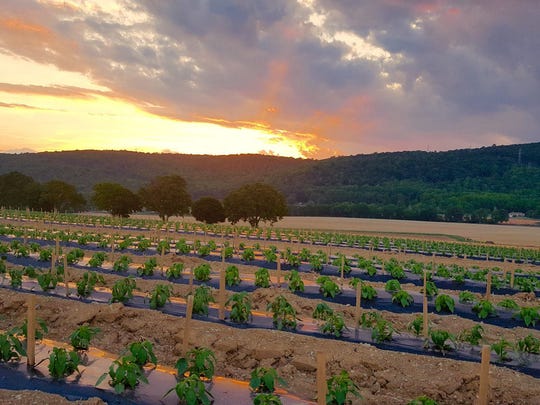 Chef Eric LeVine leads farm-to-table dining experience at Donaldson