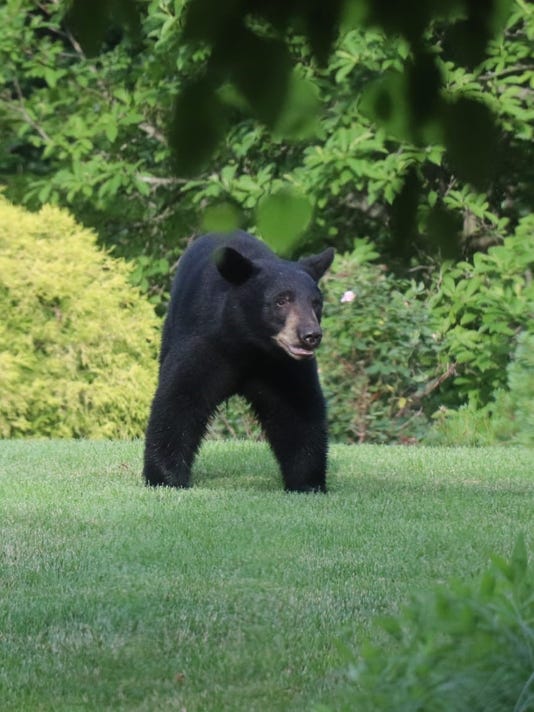 Black bear sightings on the rise in Westchester, Rockland counties