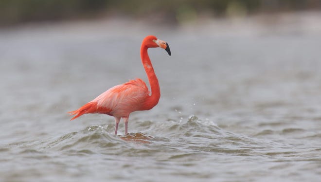 A flamingo rests at Bunche Beach in south Fort Myers during January of 2016. An abstract published recently says the birds are native to Florida.