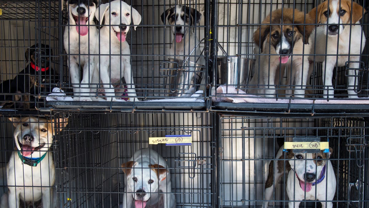 Animal shelter transports animals to outofstate rescue groups