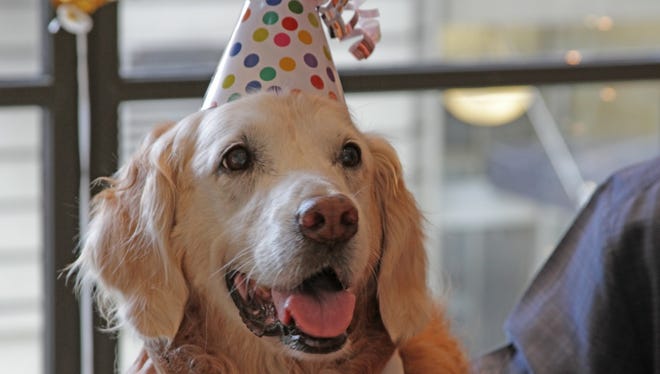 9/11 rescue dog celebrates 16th birthday in New York City