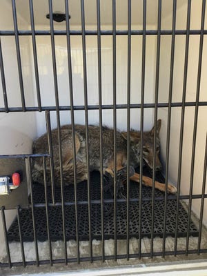 A coyote was rescued from an illegal body-gripping trap in Palm Desert Wednesday.