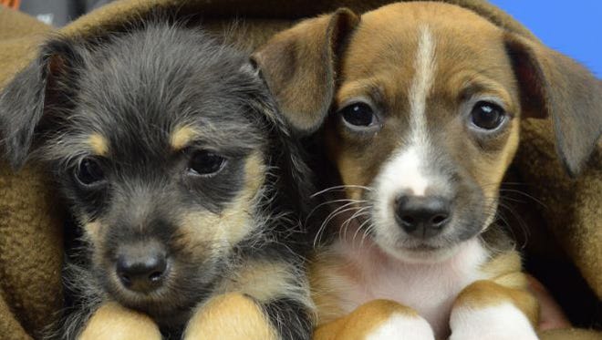 Roscoe and Balboa. 
Two dogs at Maricopa County Animal Care and Control in July 2014.