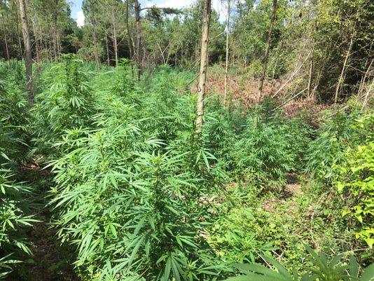 Image result for marijuana fields