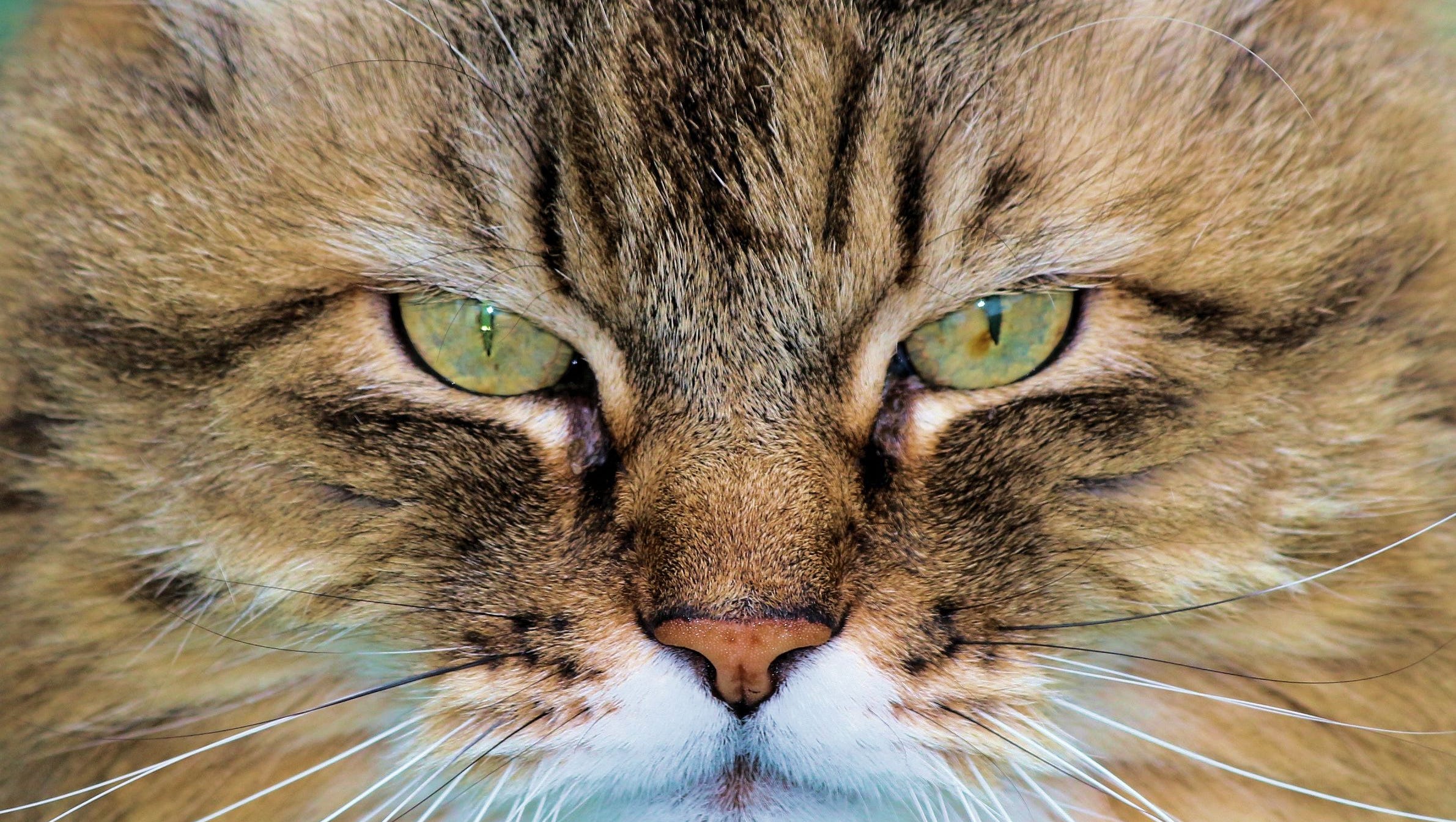 Study Your Cat S Color May Predict Attitude