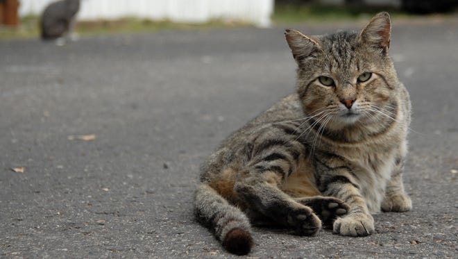 In this 2009 photo, a feral cat named Big Boy hangs out Wednesday morning at trailer park in Marshall. John Grap/The Enquirer