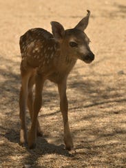 This fawn was taken from the wild, according to the