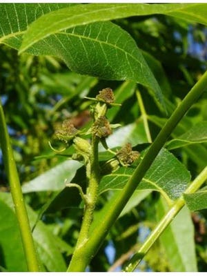 Cluster of four female pecan flowers with fuzzy-looking stigmatic surfaces, but no petals.