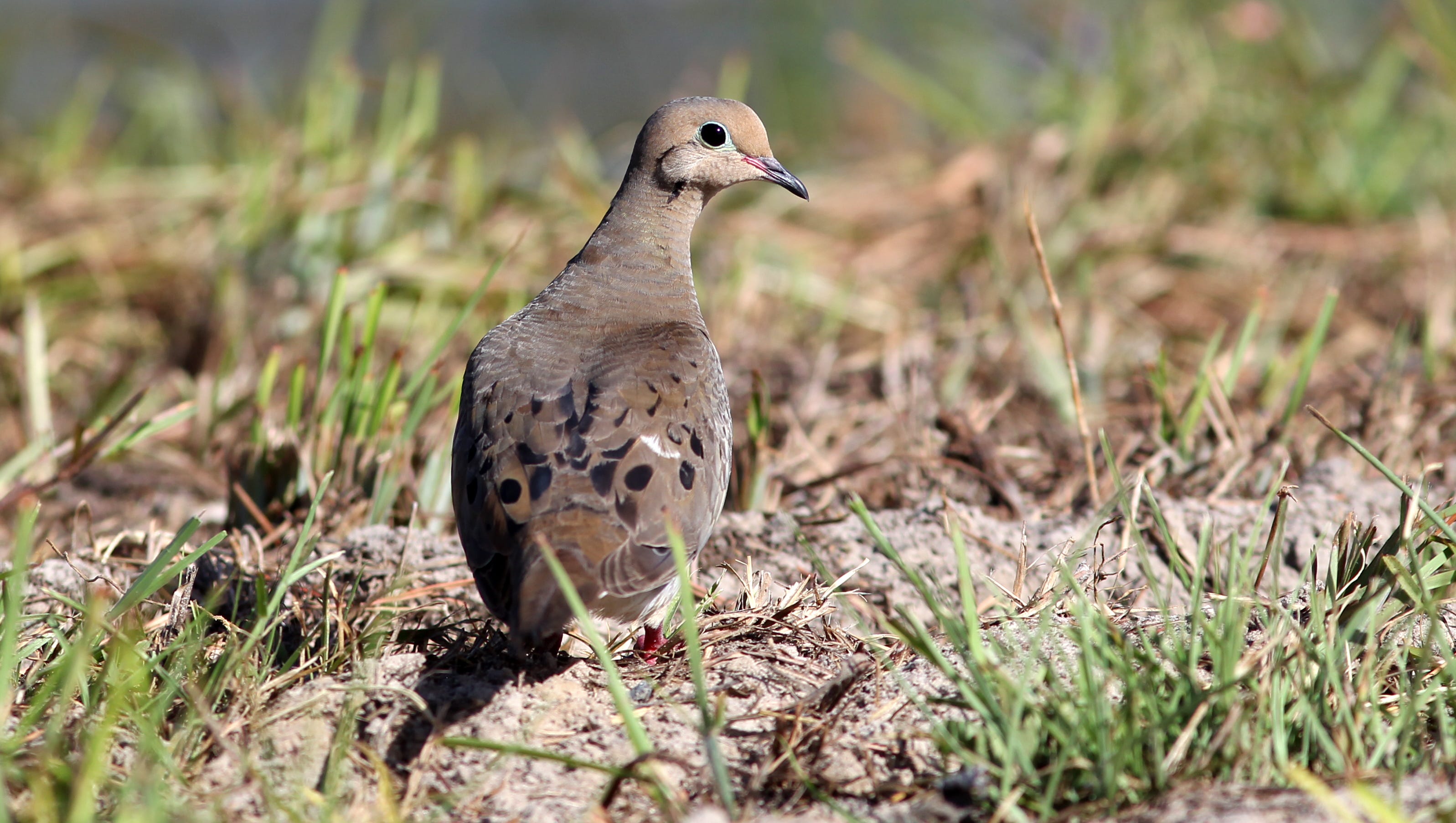 Important For The Upcoming Dove Hunting Season In South Texas