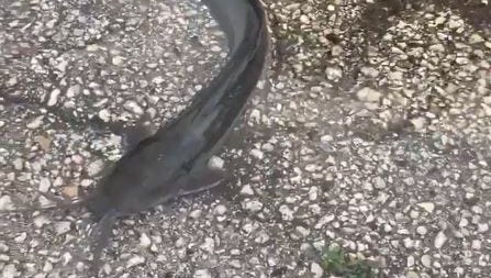 A walking catfish makes its way through a puddle in Palm City on Monday morning.