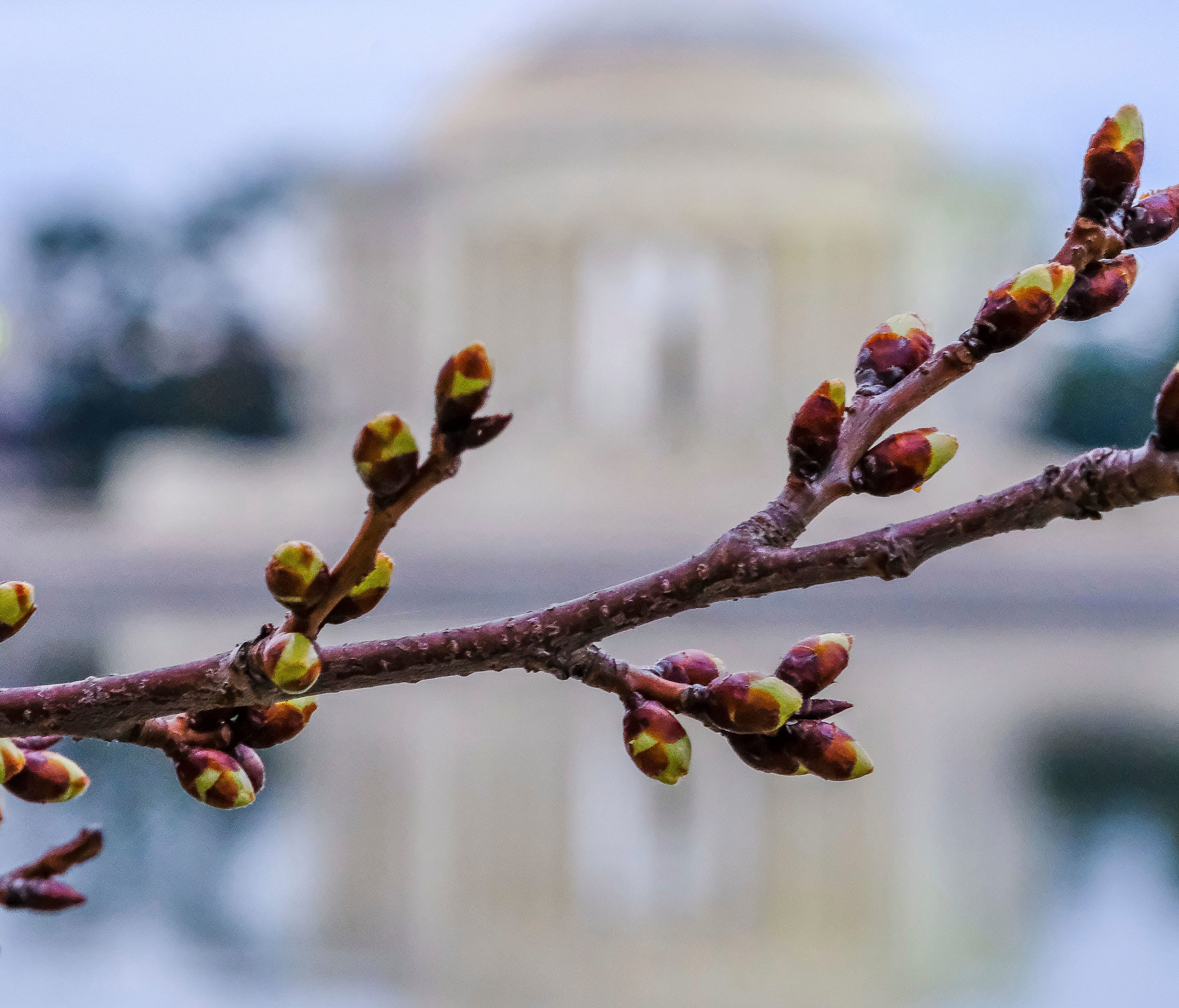 The cherry trees surrounding the Tidal Basin in Washington, D.C. have started to bud.