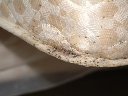 bed bugs bug spots fecal disappeared know re
