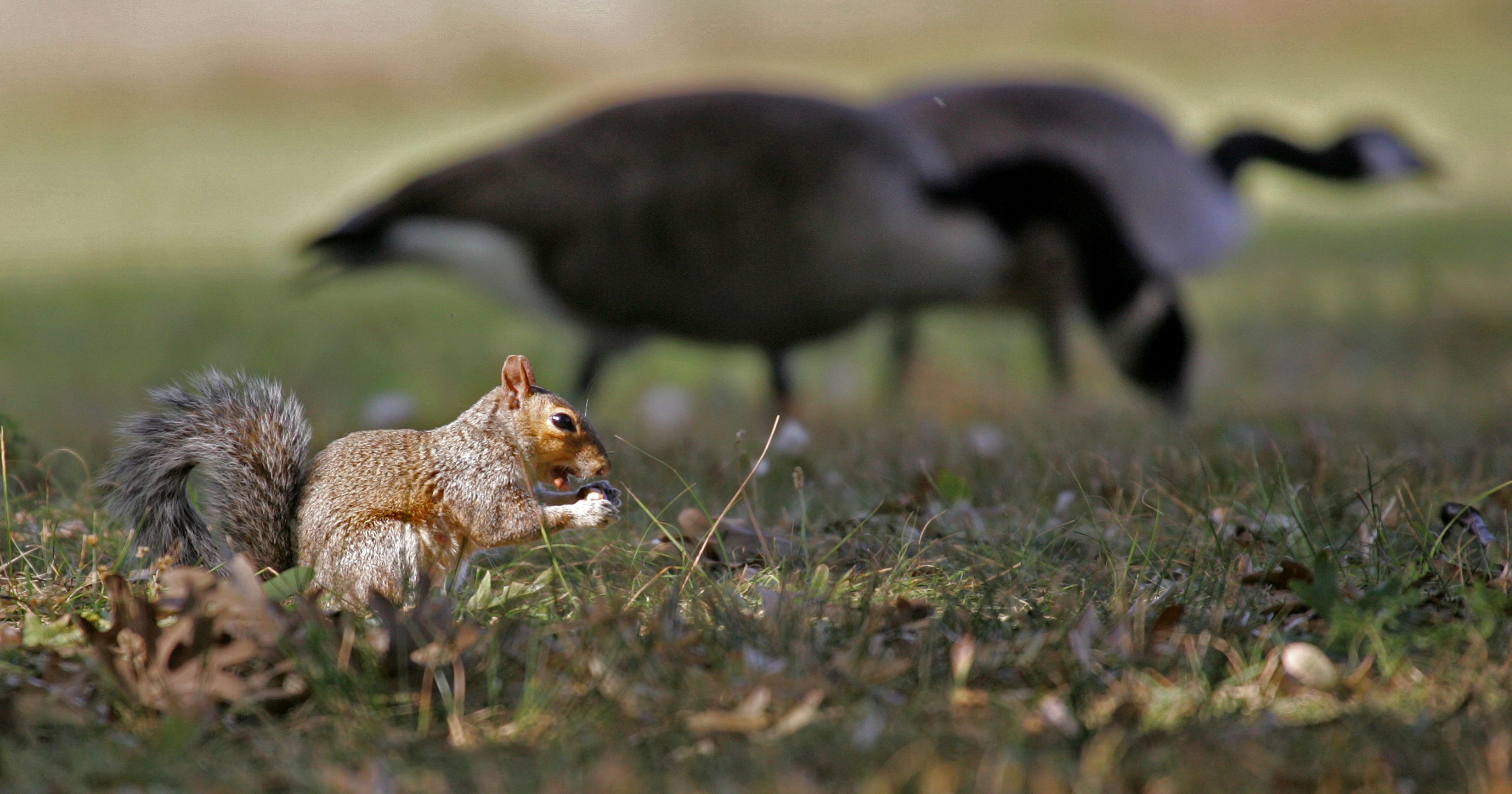 Squirrels, birds don't mix in your garden