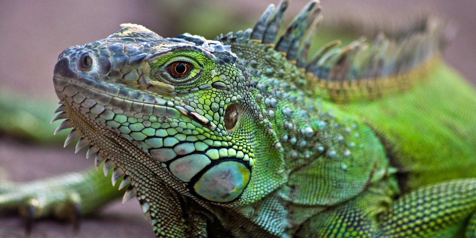 'Falling iguana' alert issued in Florida due to cold weather