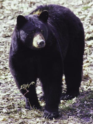 Black bear populations are growing in Missouri. A poacher shot one illegally Monday, according to game officials.