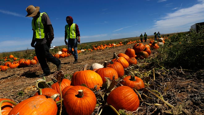 Pumpkin Patch Fundraisers workers prepare to harvest pumpkins Sept. 28 at a Navajo Agricultural Products Industry farm site south of Farmington.