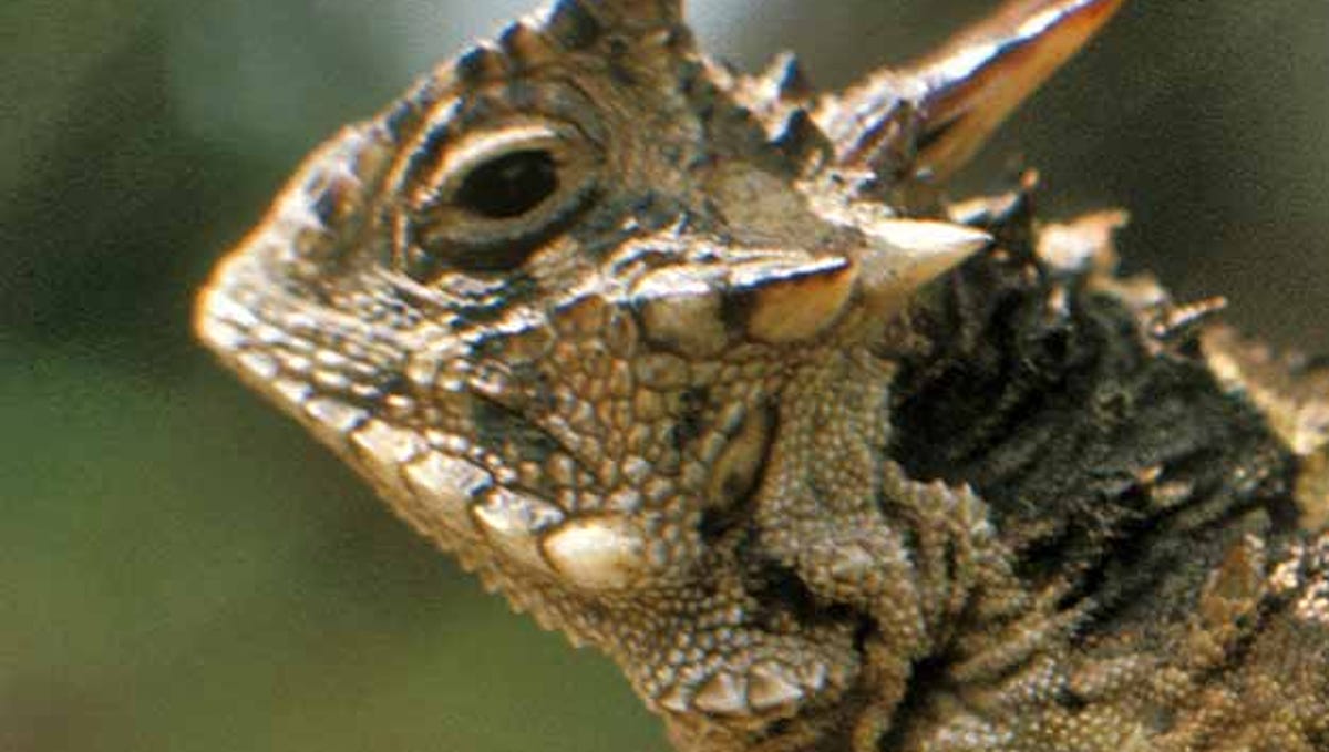 The Texas Horned Lizard A Beloved Reptile In The Lone Star State