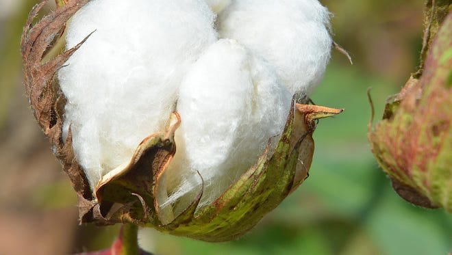 New trends in cotton production, plus a policy update from the National Cotton Council, will be part of the Blackland Income Growth Conference cotton session Dec. 13.