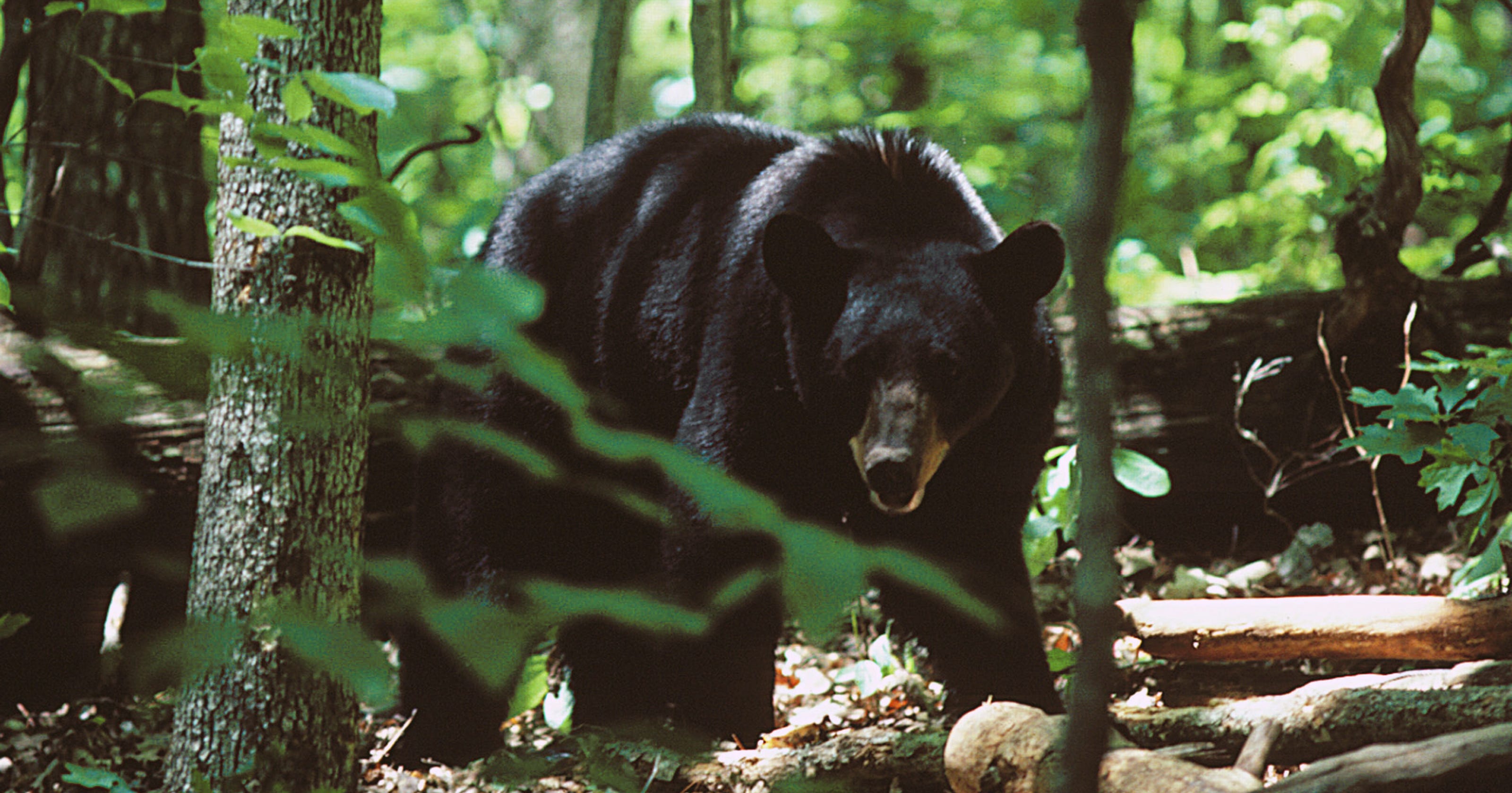 Bear hunting season in Western North Carolina opens Oct. 16