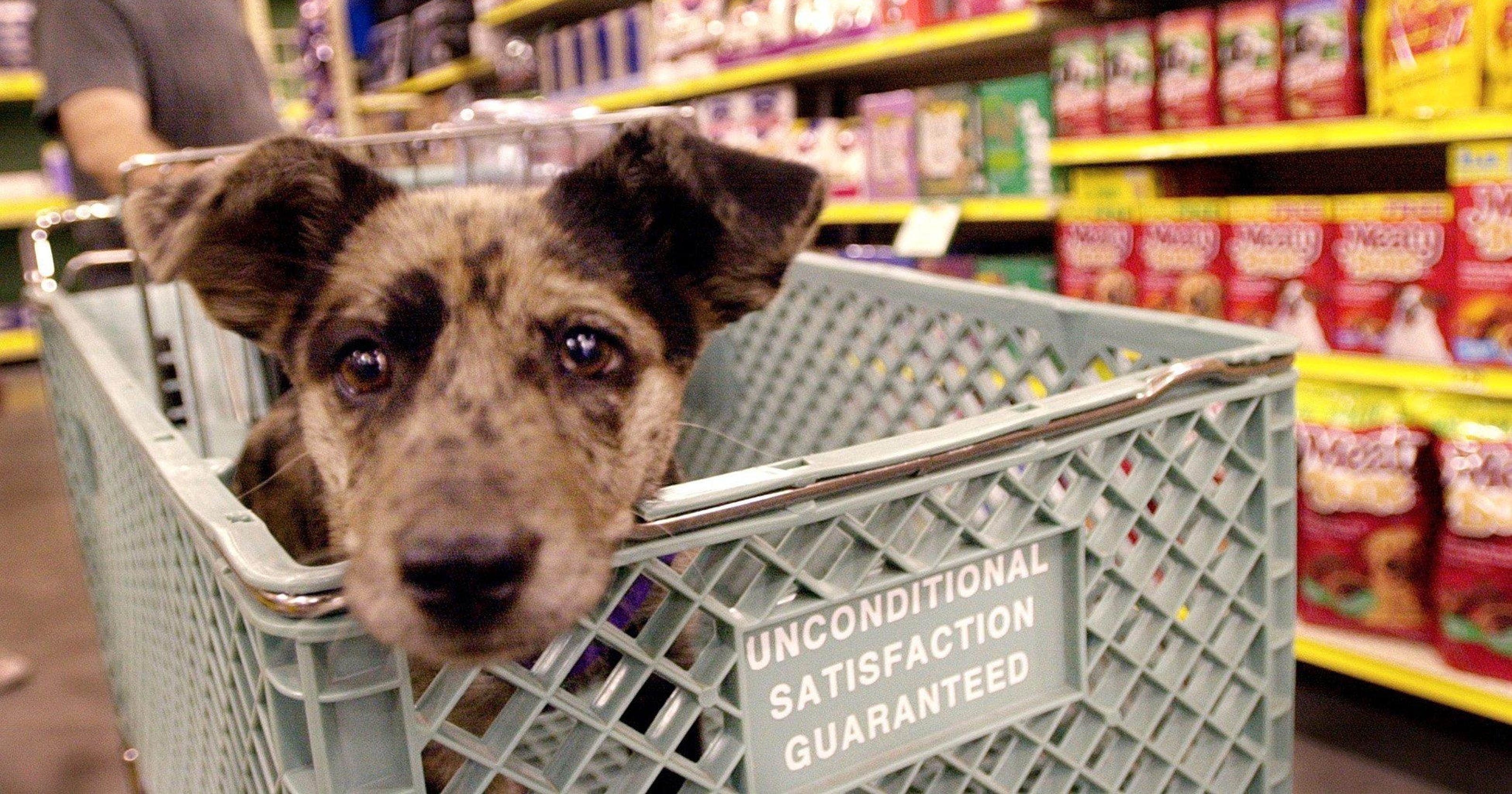 Publix Says No To Animals In Shopping Carts Including Service Dogs